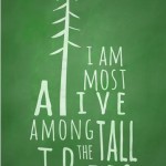 tall trees